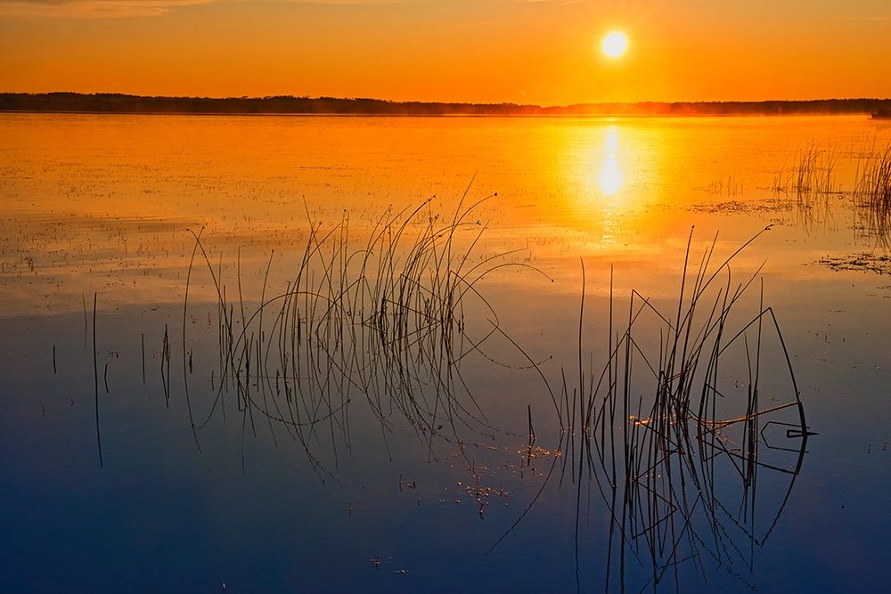 Canada-Saskatchewan-Saskatoon Island Provincial Park Reeds reflect on Saskatoon Lake at sunrise art print by Jaynes Gallery for $57.95 CAD